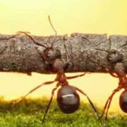 نظام مدیریتی هوشين كانرى نظام مدیریتی هوشين كانرى